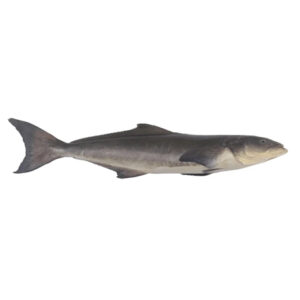 Cobia