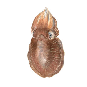Cuttlefish