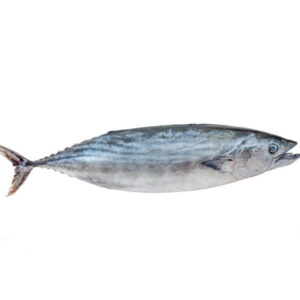 Little Tuna