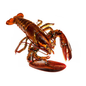 Lobster