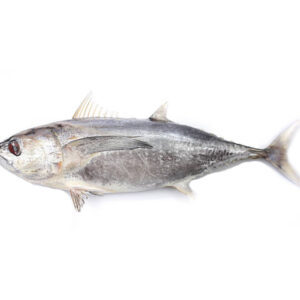 Long Tail Tuna