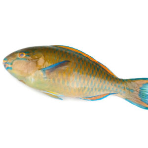 Parrot Fish