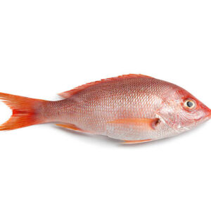 Red Snapper