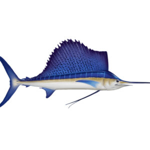 Sail Fish