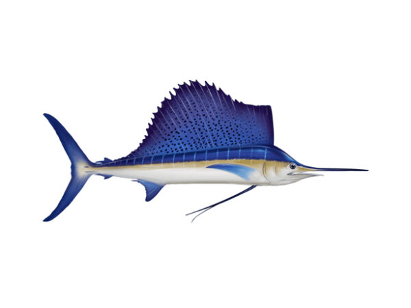 Sail Fish