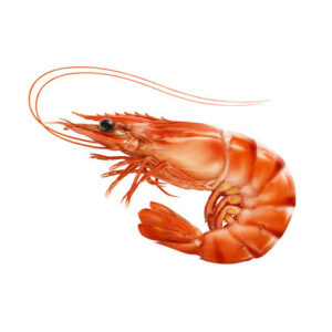 Shrimps